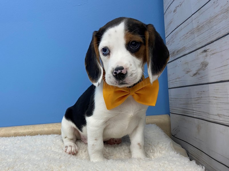 beagle dog black and whiter
