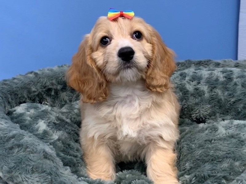 Cockapoo Puppies - Breed Info - Petland Batavia, Illinois