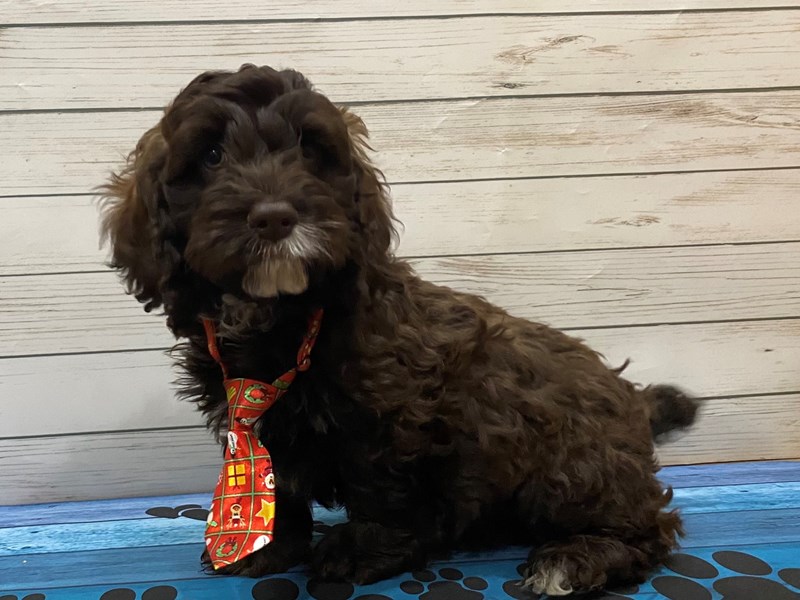 Cockapoo Petco Cockapoo Puppies - Breed Info - Petland Batavia, Illinois