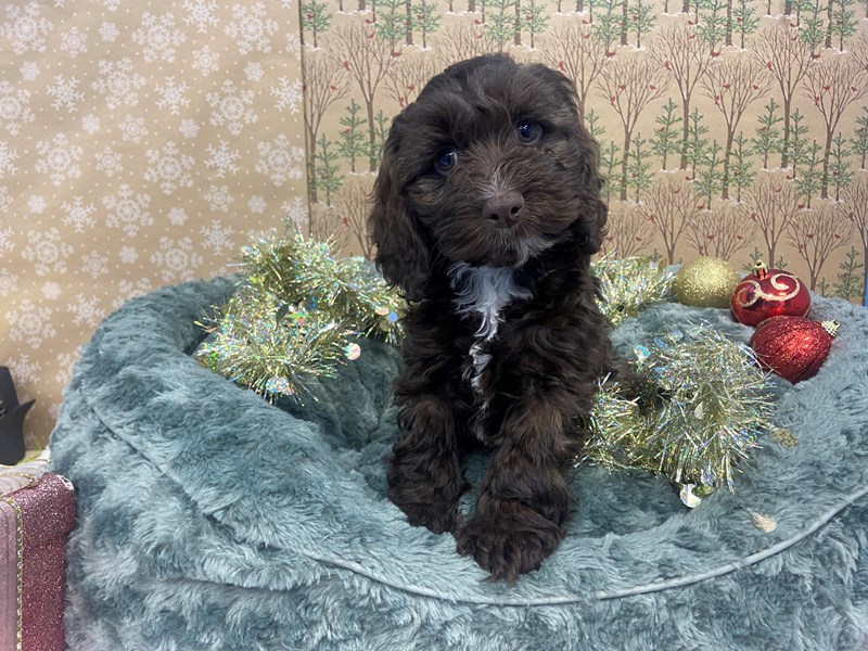 Cockapoo Puppy Chocolate, White Markings ID:21178 Located at Petland ...