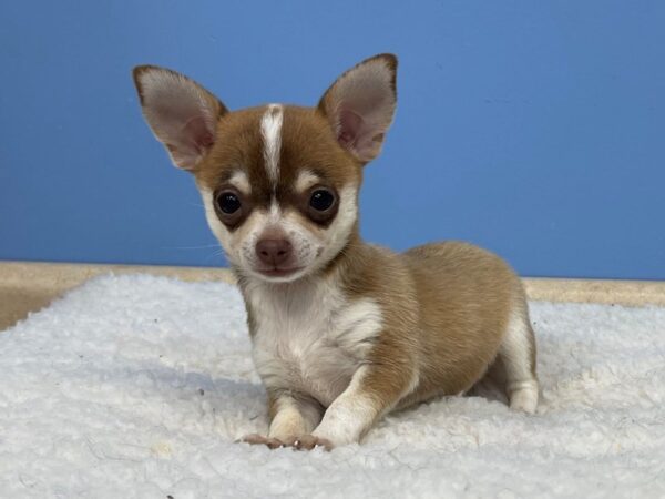 Chihuahua Puppy White, Black Spotted ID:19944 Located at Petland 