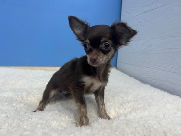 Chihuahua Puppy White, Black Spotted ID:19944 Located at Petland 