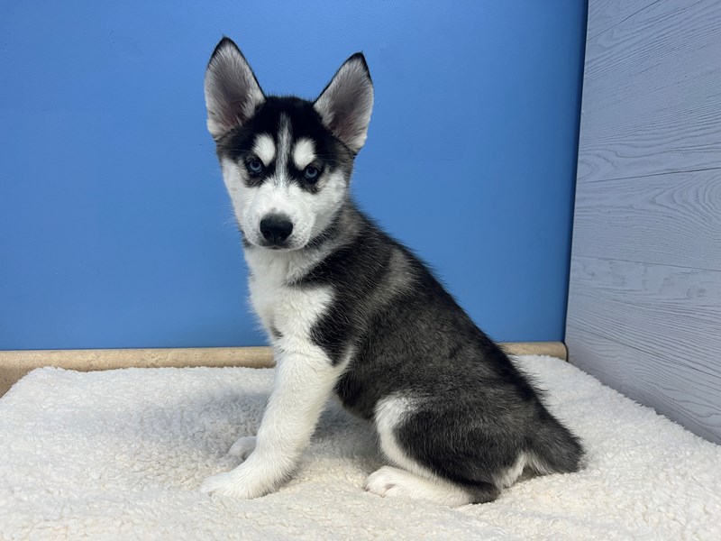 Siberian Husky Puppies For Sale Petland Batavia, Illinois