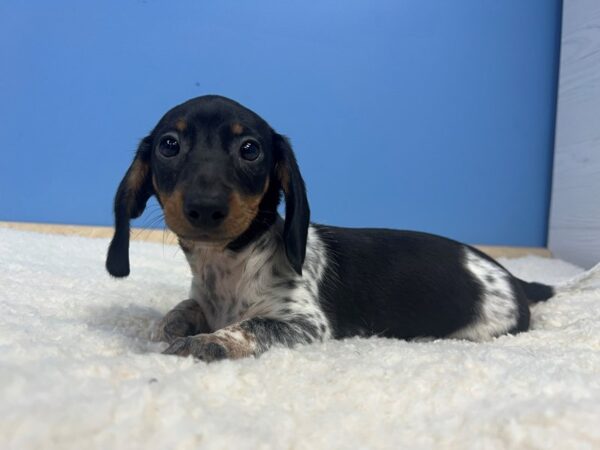 What To Buy For A New Dachshund Puppy?, by Dog Lovers Club