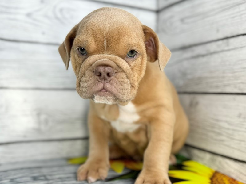 Buy Puppies, Pets & Supplies Petland Batavia Pet Store Illinois