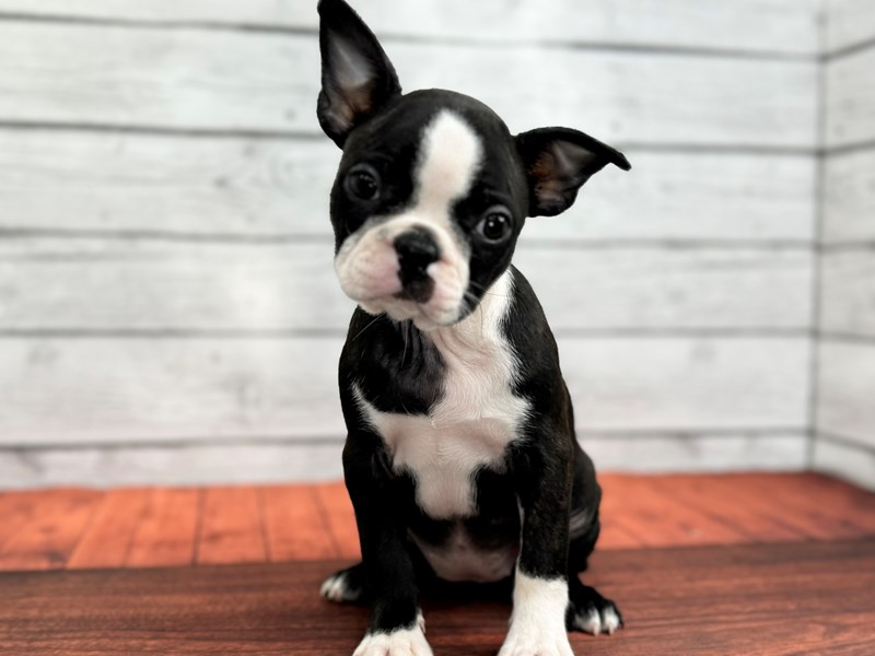 Dogs & Puppies for Sale Petland Batavia Pet Store Illinois