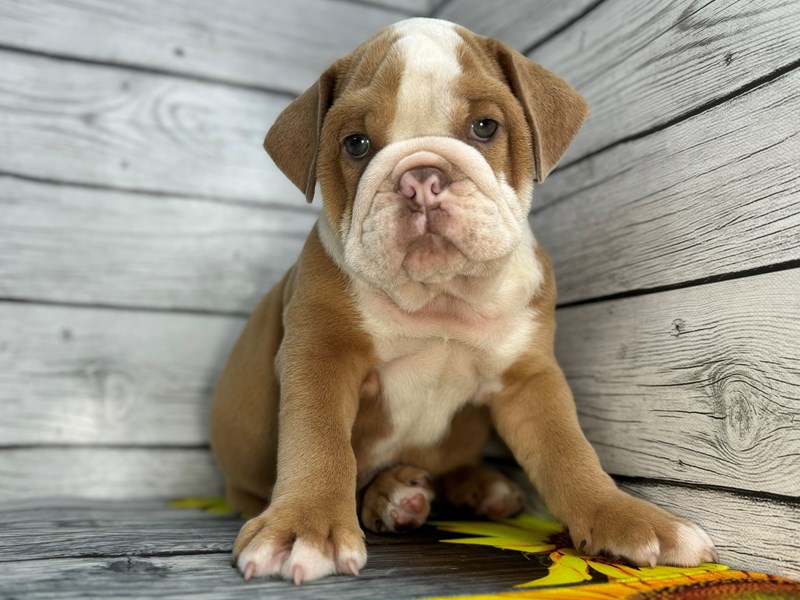 Dogs & Puppies for Sale Petland Batavia Pet Store Illinois